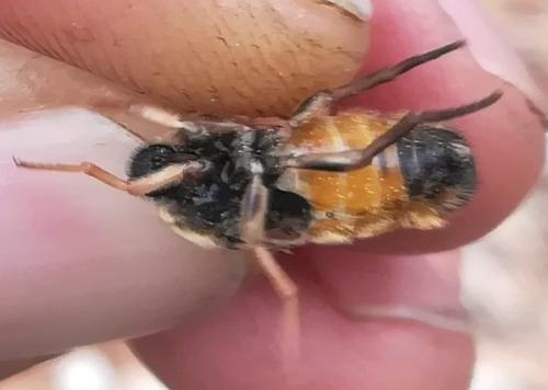 Astomella hispaniae
